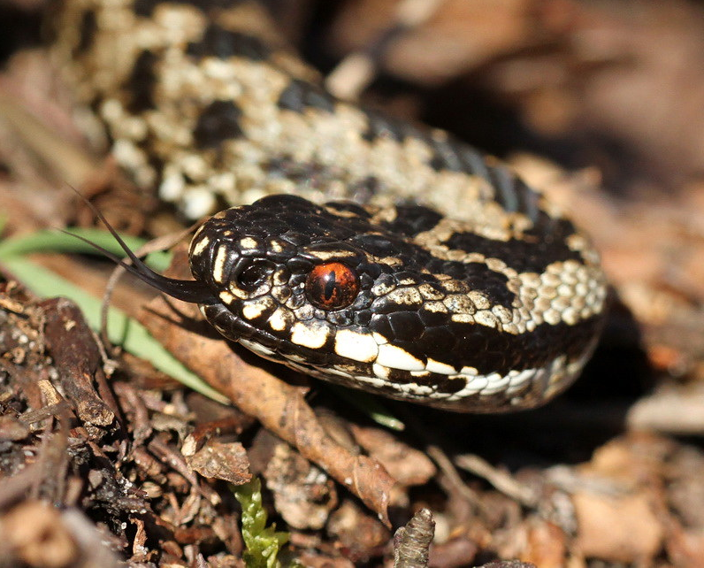 Adder close-up head portrait on leaf litter showing vivid red eye and scale detail