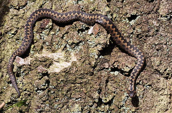 Adder snake coiled on tree bark