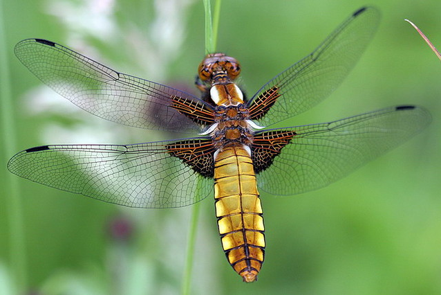 Broad-bodied chaser dragonfly from above showing wing detail