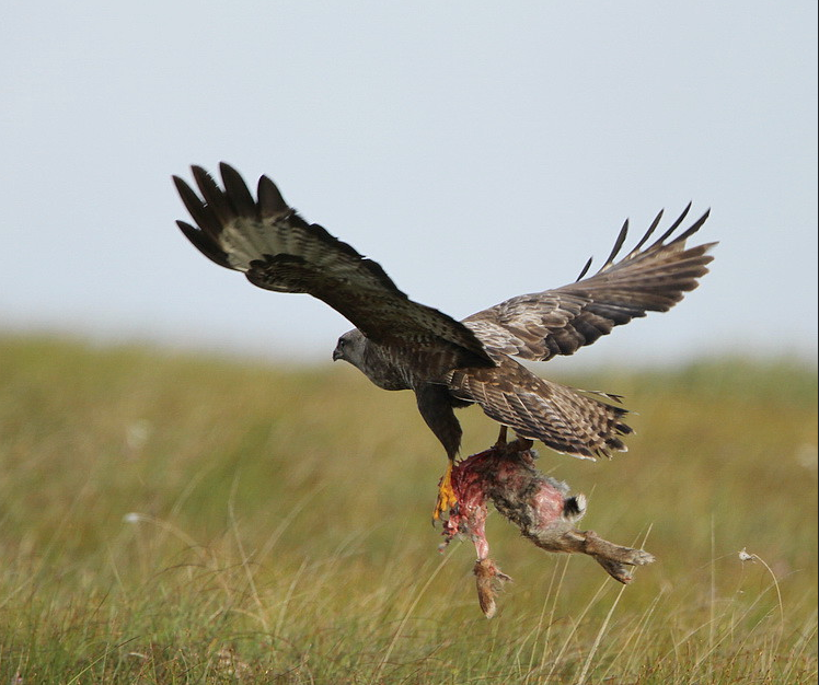 Buzzard in flight carrying prey across open moorland