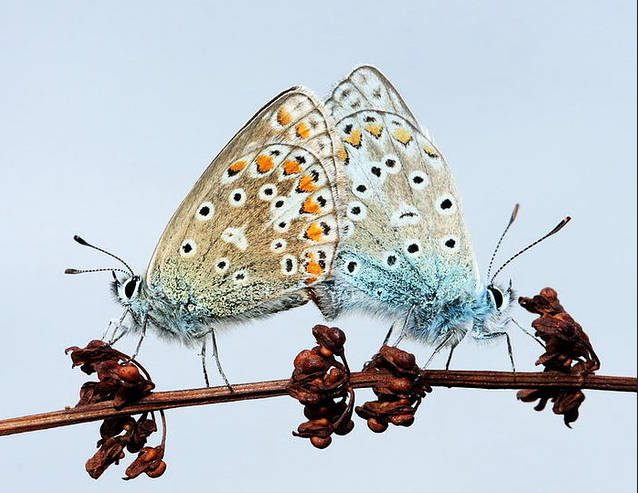 Two common blue butterflies resting back to back on seed head