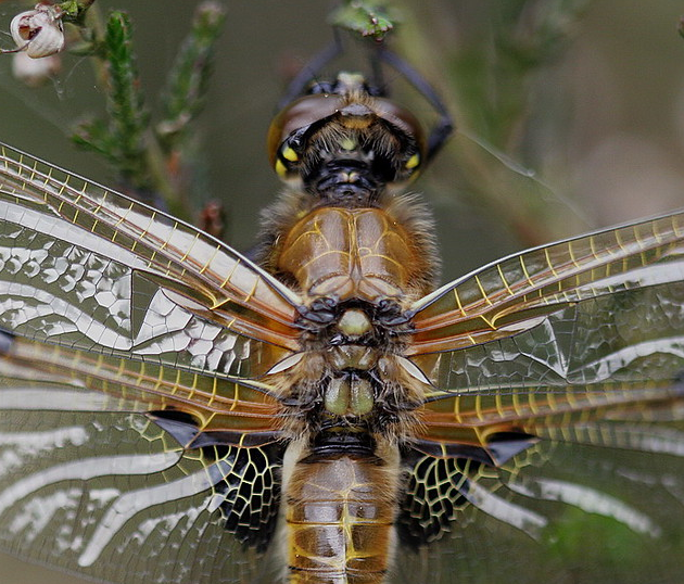 Dragonfly macro from above showing intricate wing venation detail