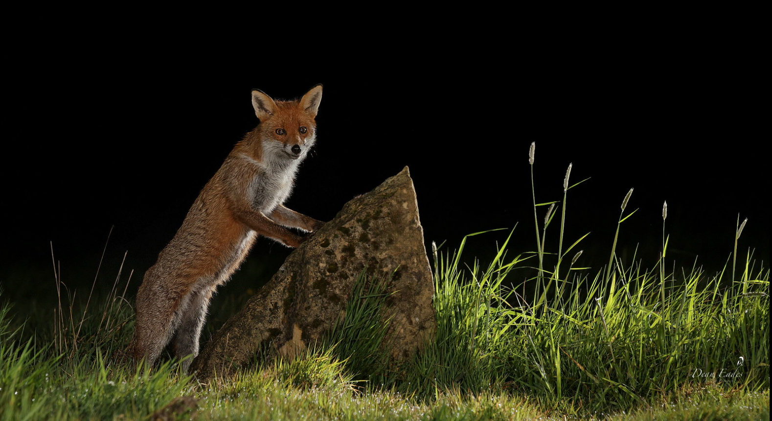 Red fox standing on rock at night against black background