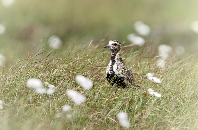 Golden plover in breeding plumage standing amongst cotton grass on moorland
