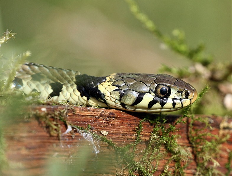 Grass snake close-up head portrait showing grey and cream scales