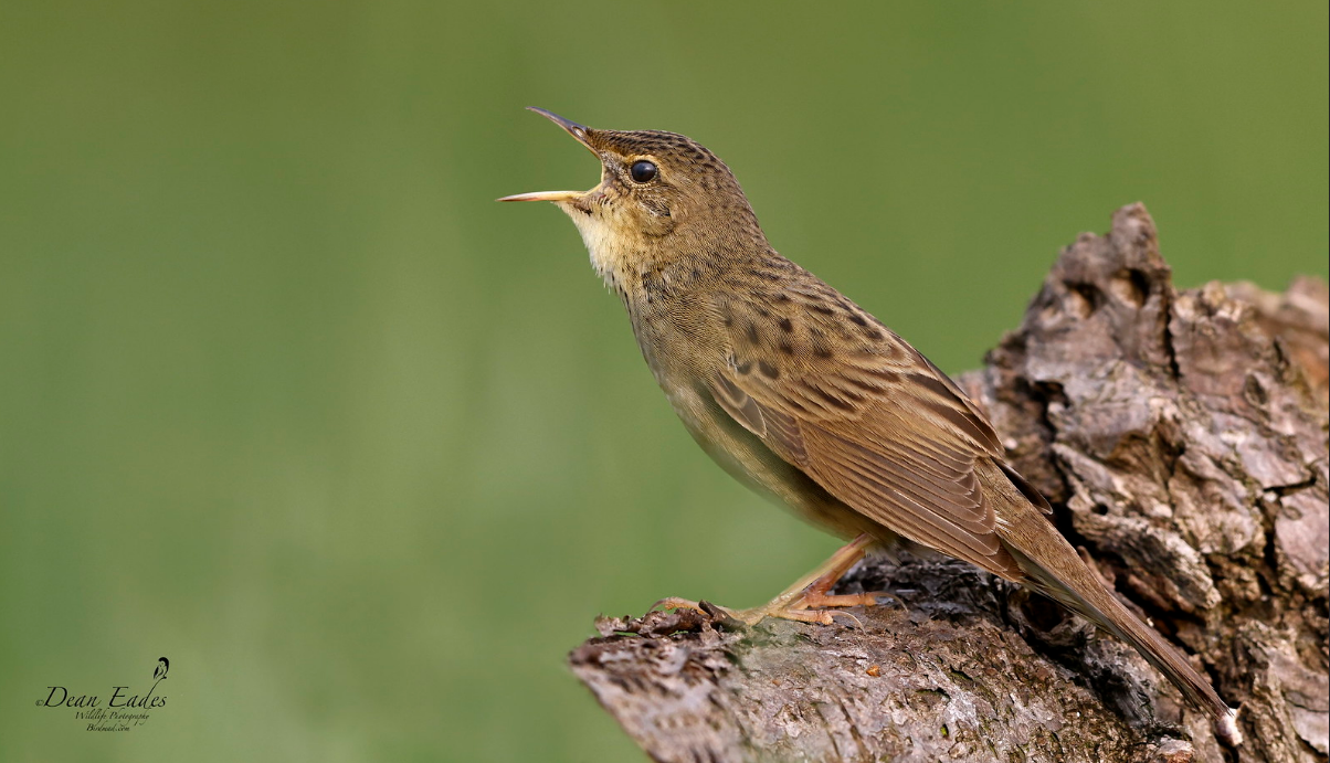 Grasshopper warbler singing from bark with beak wide open