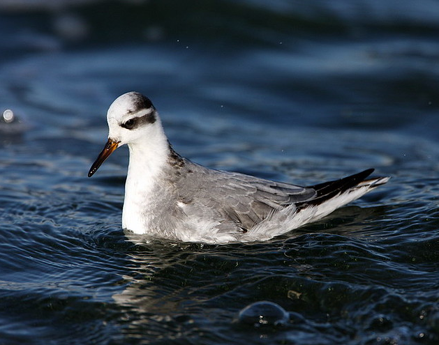 Grey phalarope swimming on dark blue water