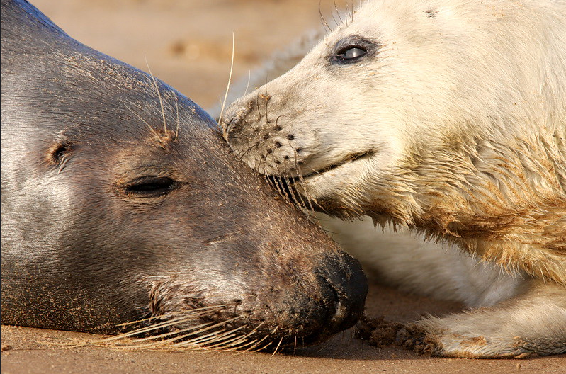 Grey seal mother and white pup nuzzling together on sandy beach