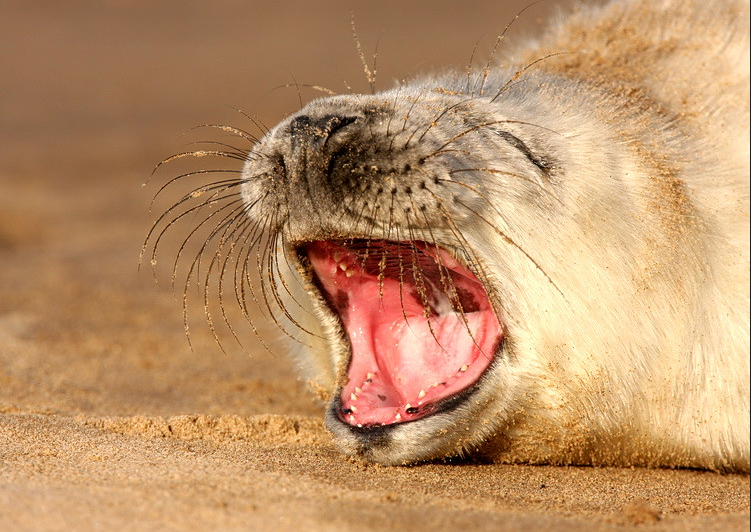 Grey seal pup yawning wide open mouth on golden sand