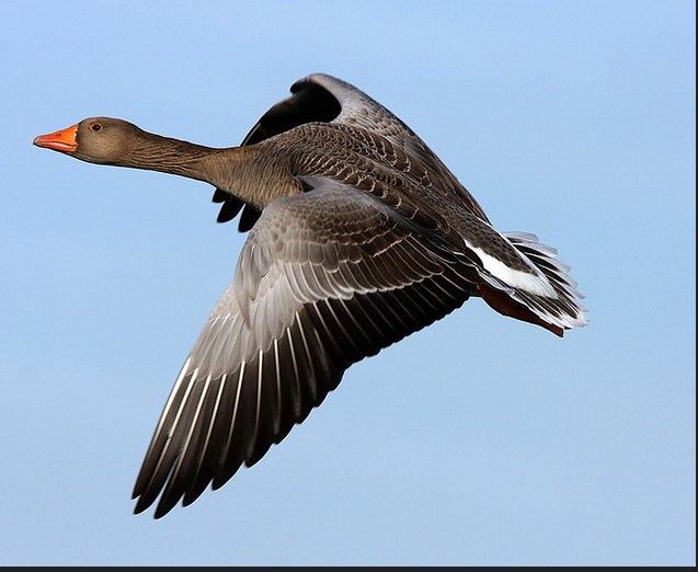 Greylag goose in flight against blue sky