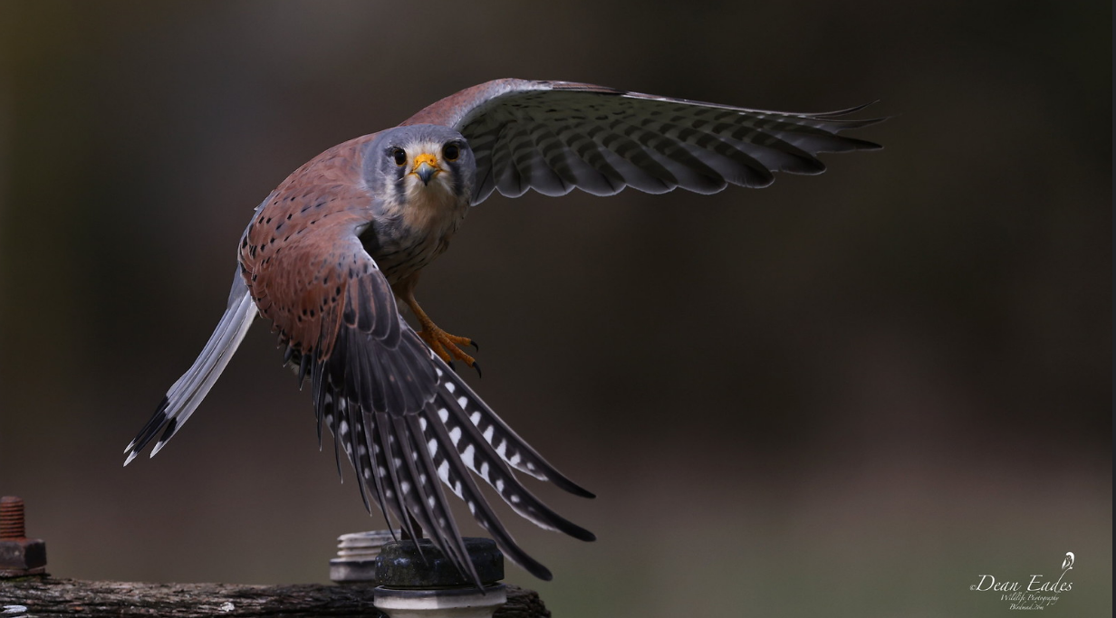 Kestrel landing with wings fully spread