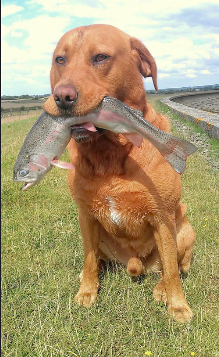 Golden Labrador retriever sitting in a field proudly holding a fresh trout in its mouth