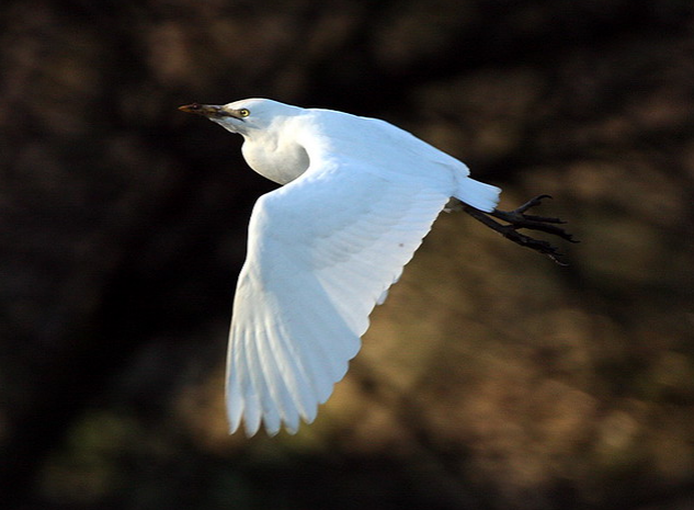 Little egret in flight with wings spread against dark background