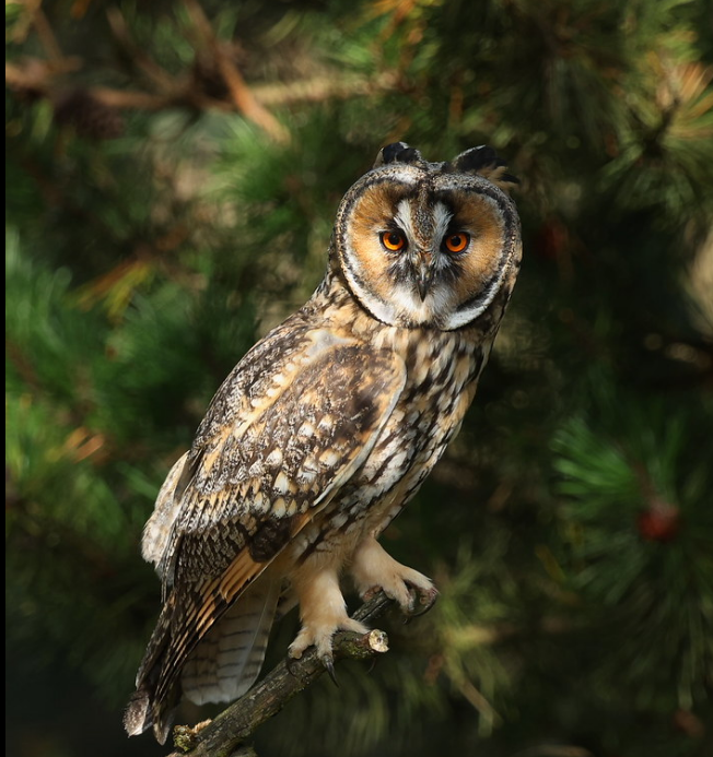 Long-eared owl perched on branch with vivid orange eyes