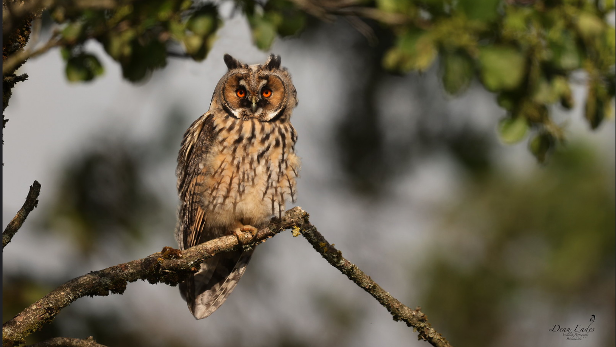 Long-eared owl perched on mossy branch with orange eyes