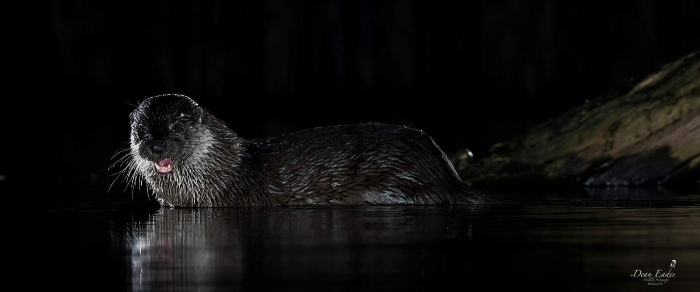 Otter emerging from dark water at night