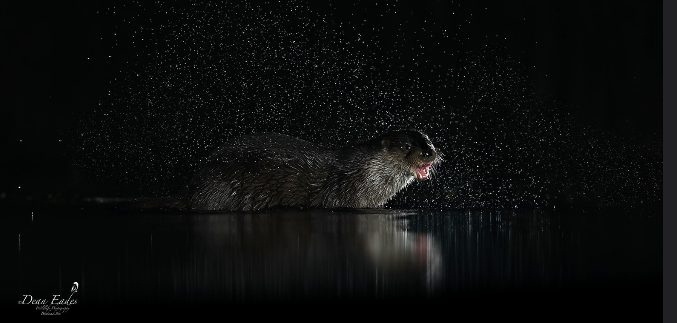 Otter shaking water droplets at night