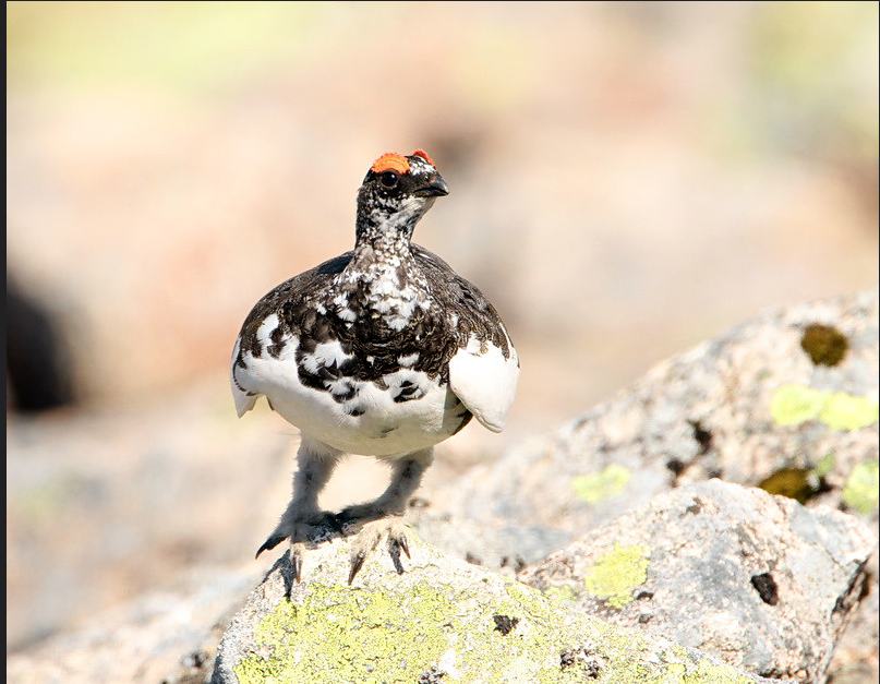 Ptarmigan in transitional plumage with red wattle standing on lichen-covered rock