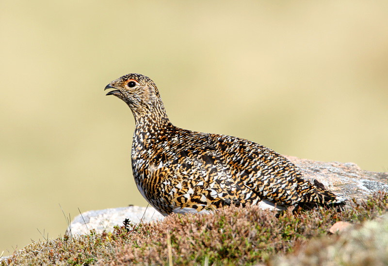 Female ptarmigan in summer plumage perched on moorland rock
