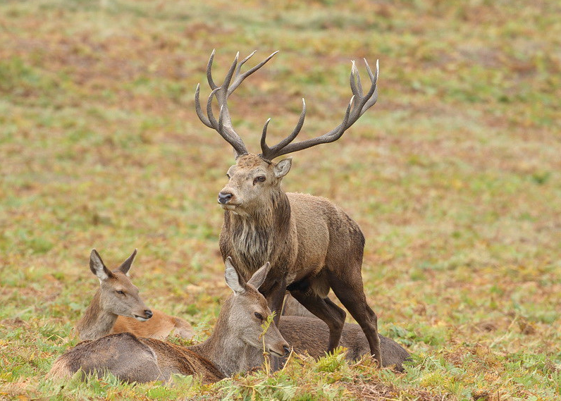 Red deer stag standing proud over resting hinds on grassland