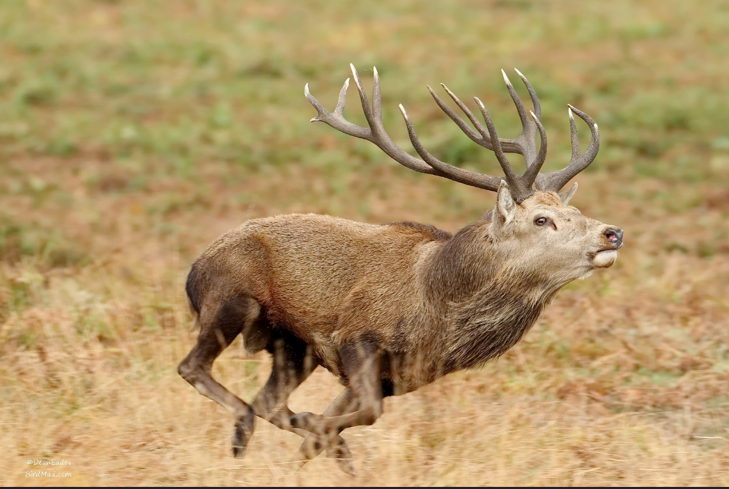 Red deer stag in full gallop across golden autumn grassland with large antlers