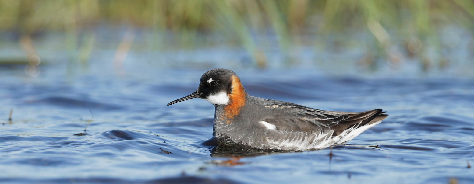 Red-necked phalarope swimming on blue water