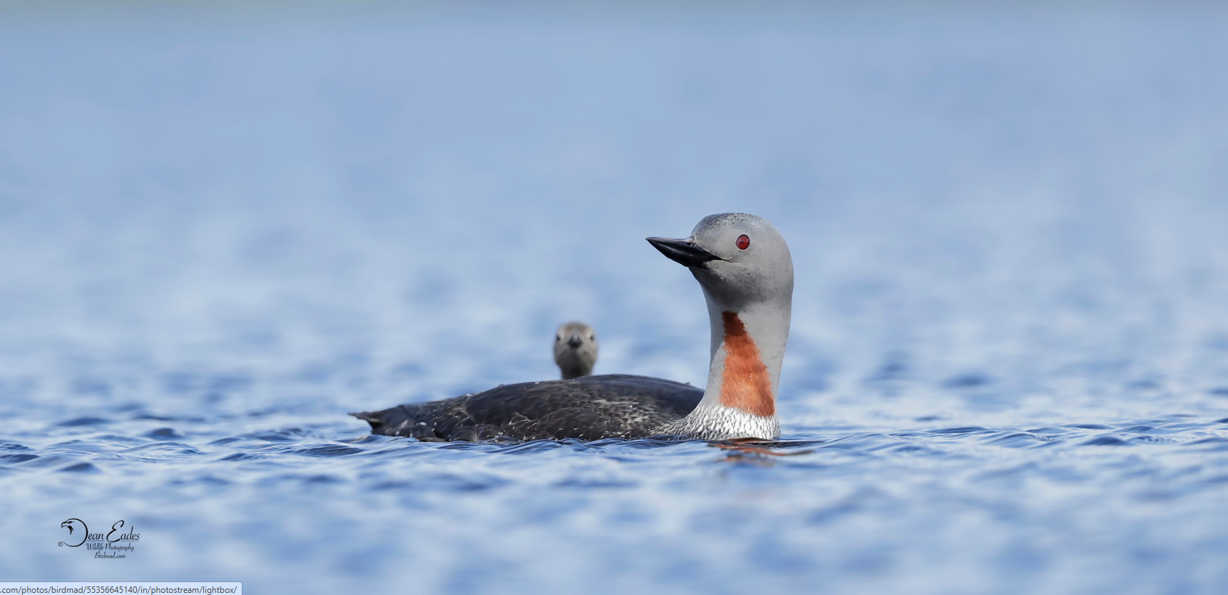 Red-throated diver with chick on blue water