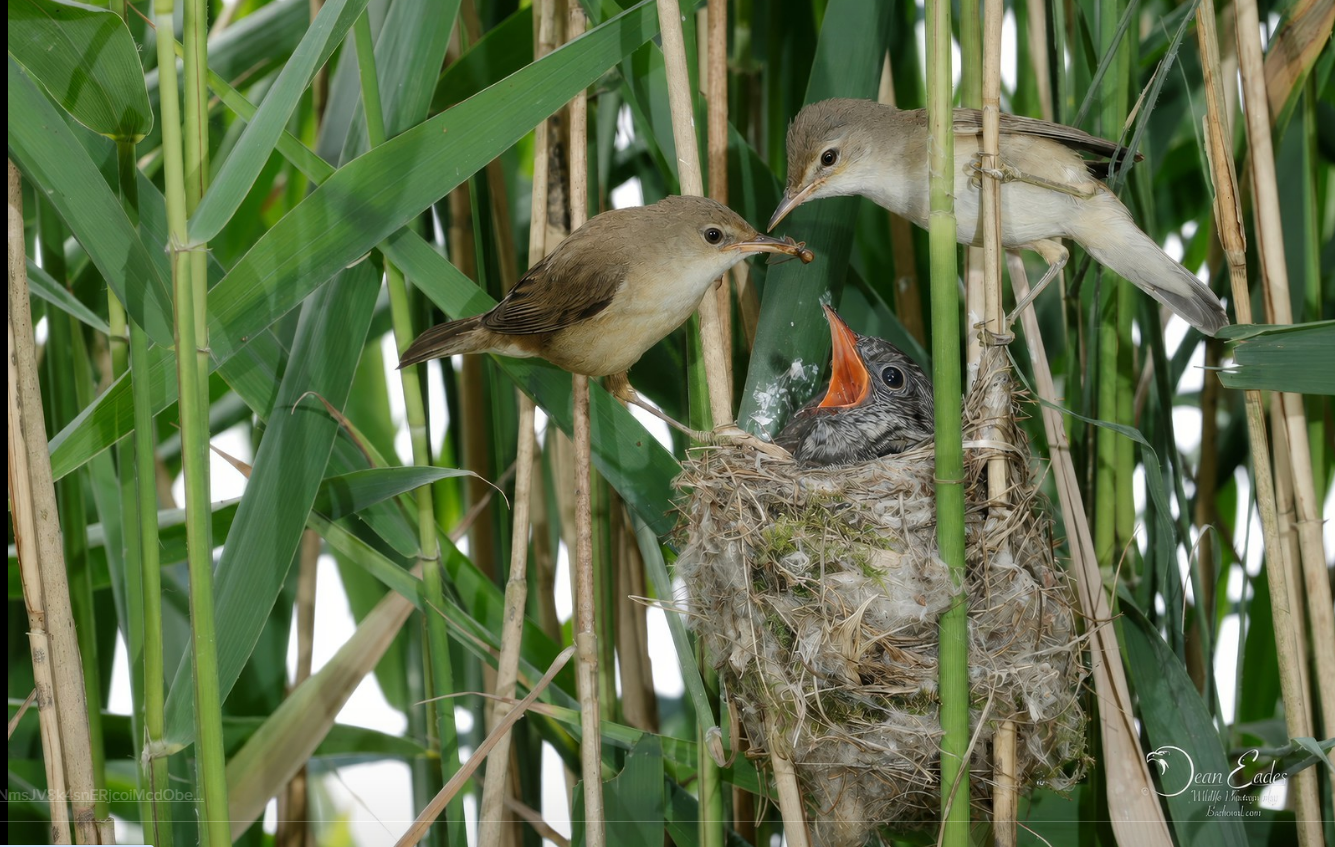 Reed warbler feeding cuckoo chick in nest amongst reeds