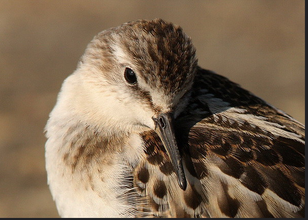 Sandpiper portrait with spotted plumage detail