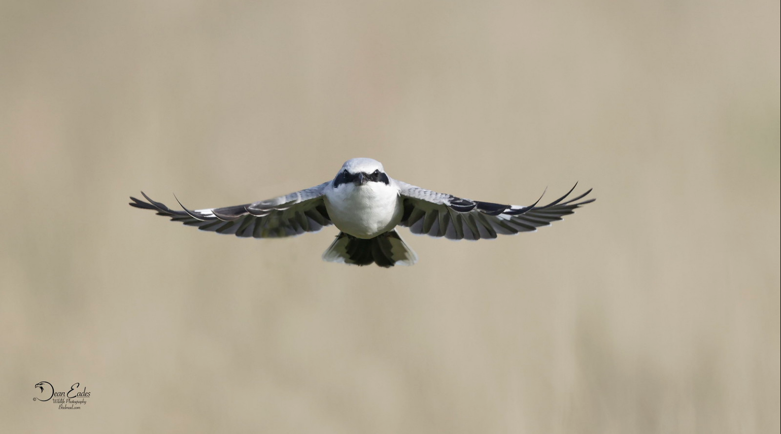 Bird in flight head-on with wings fully spread