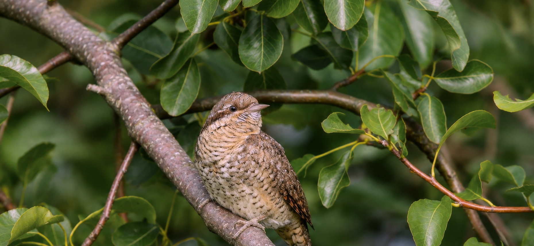 Wryneck perched on branch amongst green foliage