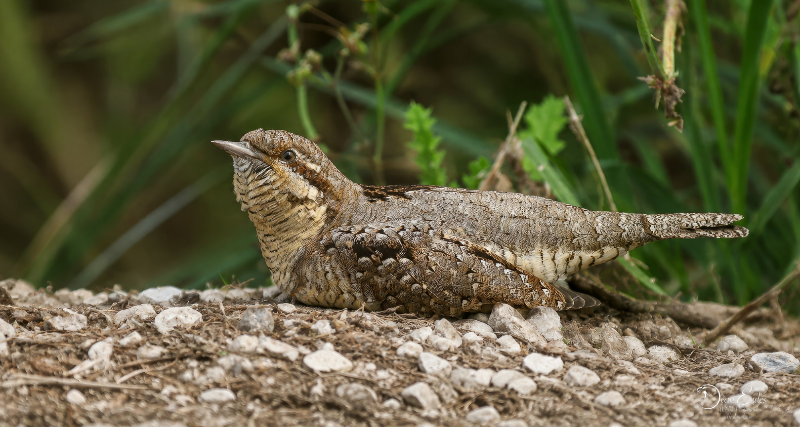 Wryneck resting on gravel ground amongst vegetation