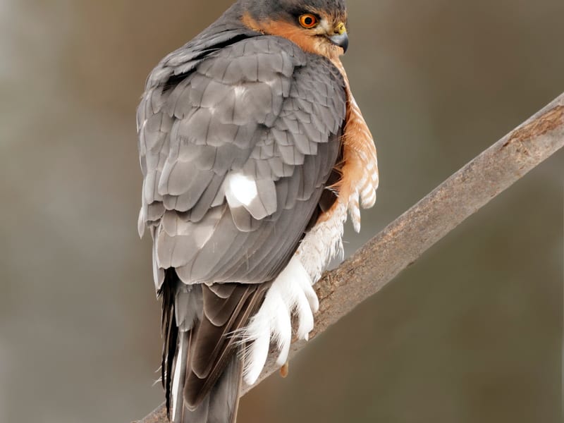 Dyke Hide